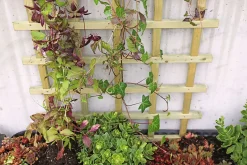 Espalier smal imp