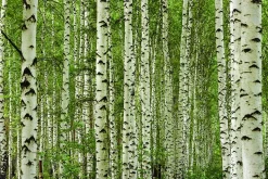 HUNTONIT Design Forest, 4 stk Antikk vegg